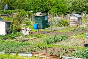 Allotments - Tod's Piece