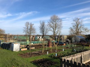 A picture of our allotments