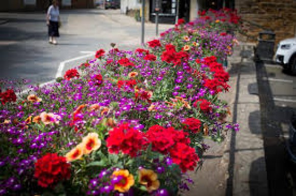 Picture shows flowers in a planter